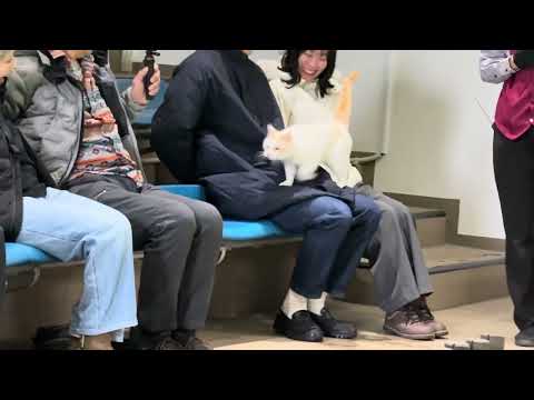 タルトくんのお膝サンポ♪ なかなか見れない猫によるショー ザ・キャッツ　那須どうぶつ王国にて　2026年1月30日