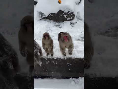 雪山で上手なキャッチを披露するニホンザル♫shorts ニホンザル monkey サムネイル