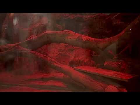 くんくんナイマくん　マヌルネコ　上野動物園にて　2026年2月6日 サムネイル