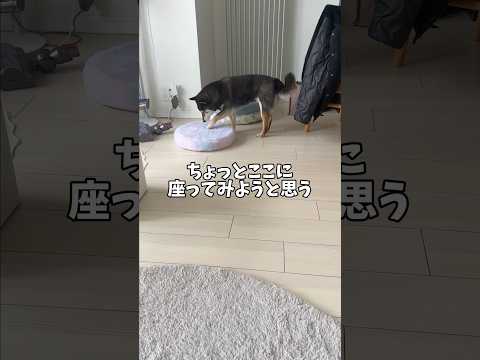 無謀なチャレンジをする黒柴【全容は関連動画で】 サムネイル