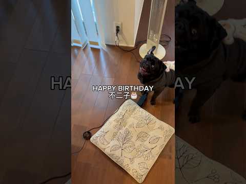 不二子3歳🎂 doggie パグ cutedog pug puppy 誕生日vlog birthdayvlog dog… サムネイル