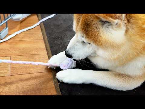 ひっぱられるたびに小っちゃくなる毛糸玉にショックを受け絶望を隠せない柴犬 サムネイル