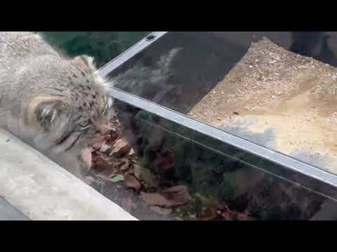テトテト‥ロータスくん　マヌルネコ　埼玉県こども動物自然公園にて　2026年3月6日 サムネイル