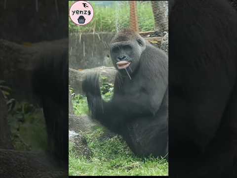 Tayari 翻唇舀水玩💦😆 gorilla taipeizoo 金剛猩猩 台北市立動物園 funnyanimals… サムネイル