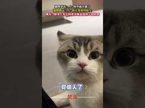 貓咪靠近：人~你外面有貓了 貓咪跑遠：人~你讓我覺得陌生 貓 意外 有趣 可愛 萌寵 大熱門 cat amazing… サムネイル