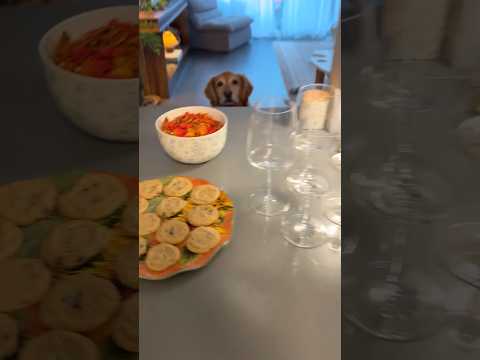 coming home to my golden retriever🥵 goldenretreiver dog ind… サムネイル