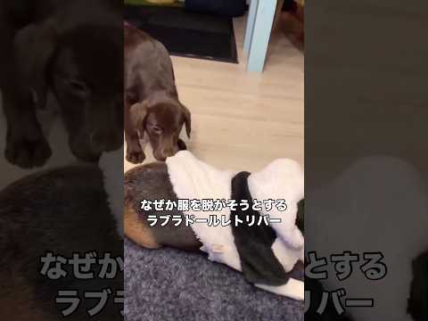 ビーグルが来ている洋服をなぜか引っ張って脱がそうとするラブラドール ラブラドールレトリバー ラブラドール ビーグル s… サムネイル