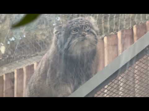 ナルくんは熱視線ですが〜😅　マヌルネコ　神戸どうぶつ王国にて　2025年12月28日 サムネイル