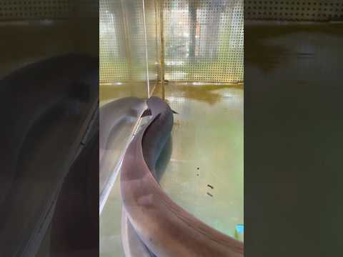 shorts うなぎ　仮想すし処湧水　山梨県立富士湧水の里水族館にて　2026年2月21日 サムネイル