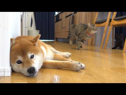 柴犬が休めない‥すると猫が優しい行動に出ました。 サムネイル