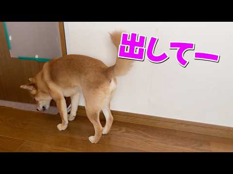 とにかくこの部屋から出たい！どうした小夏？　春のお休み期間は楽しい サムネイル