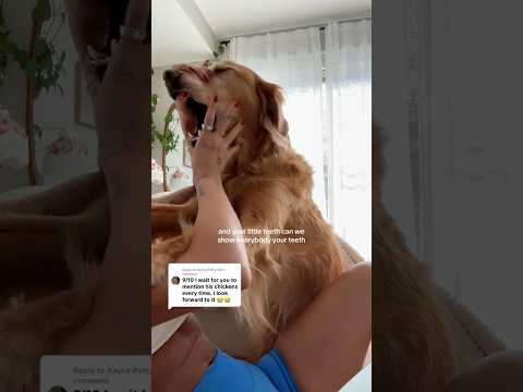 coming home to my golden retriever🥵 goldenretreiver dog ind… サムネイル
