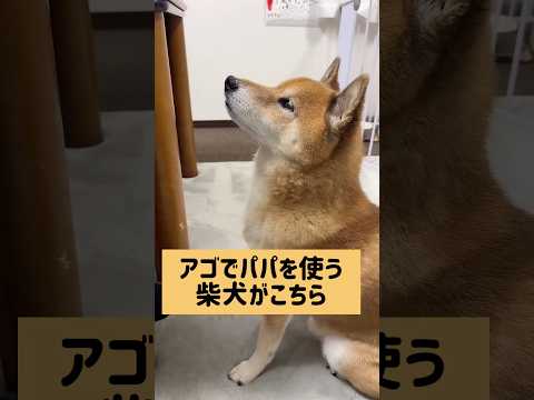 皆さんはアゴで使ってると思いますか？ 柴犬 サムネイル