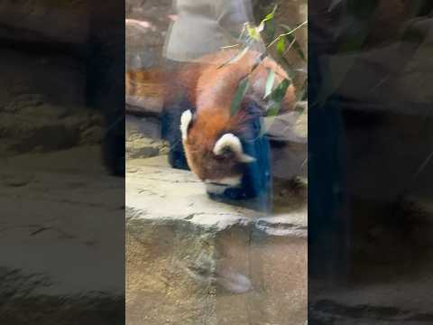 shorts モナカちゃん ホント パパに似て来たネェ〜🫢　レッサーパンダ　那須どうぶつ王国にて　2026年3月29日 サムネイル