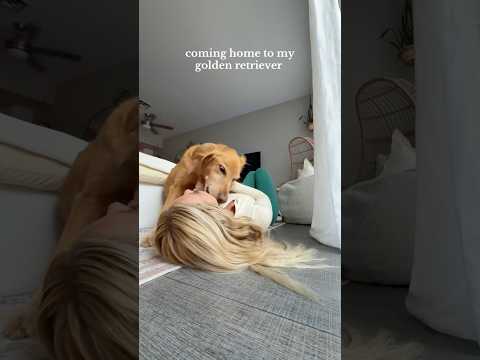 coming home to my golden retriever🥵goldenretreivers dog pup… サムネイル