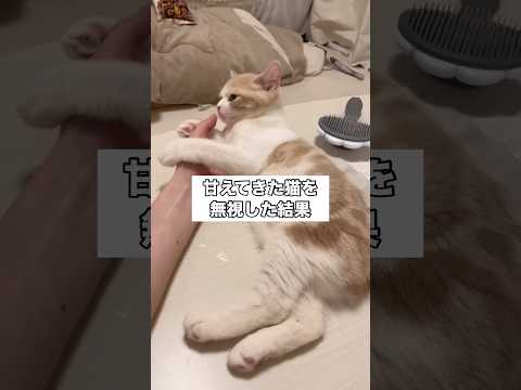 このあとたっぷり、、、 猫 子猫 甘えん坊の猫 キュンです サムネイル