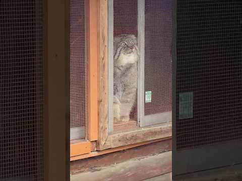 shorts のんびりロータスくん　マヌルネコ　埼玉県こども動物自然公園　2026年3月6日 サムネイル