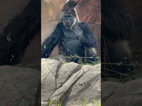 shorts 前よりイケメン顔するモンタくん　ニシゴリラ　千葉市動物公園にて　2026年4月18日 サムネイル