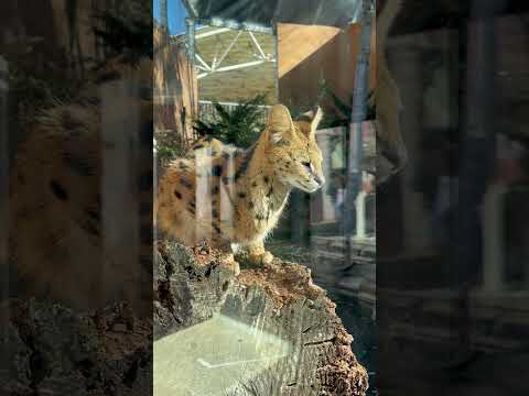 shorts 少し出てました😊　サーバルのイアちゃん　那須どうぶつ王国にて　2025年12月31日 サムネイル