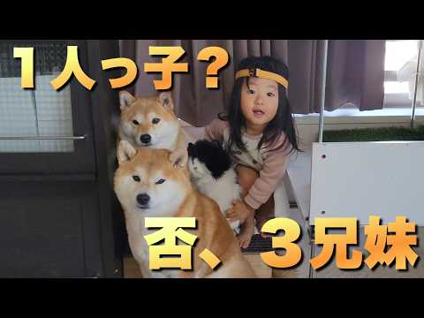 １人っ子なのに、柴犬兄姉のおかげで全く微塵も感じさせない２歳の娘 サムネイル