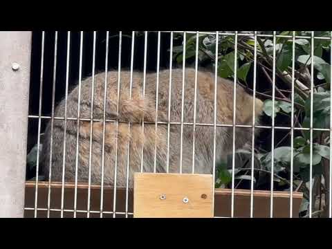 何やってるんだアイツらっと上から見てます⁈  マヌルネコのこども　東山動植物園にて　2025年12月13日 サムネイル
