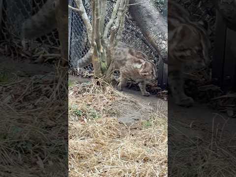 shorts アカツキくん　ツシマヤマヤマネコ　那須どうぶつ王国にて　2026年3月27日