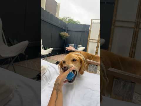 dog-tor coby to rescue🛟goldenpup puppy goldenpupppy dogbree… サムネイル