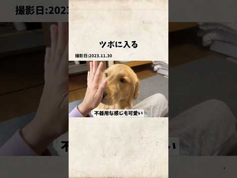 モンちゃんのツボゴールデンレトリバー goldenretriever