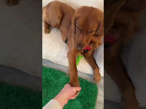 How many times did he “paw it”? 😂 サムネイル