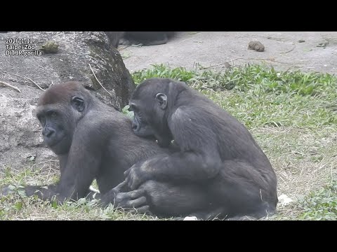 little gorilla Ringo喝奶.跟aunt Tayari Jabali長巾蓋頭.追逐/Iriki打哈欠/… サムネイル