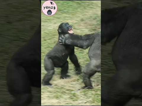 Gorilla cute playing gorillatag taipeizoo 金剛猩猩 台北市立動物園 shor… サムネイル