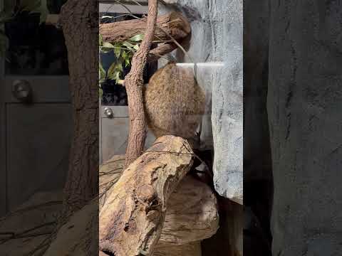 shorts アンズちゃん　アムールヤマネコ　那須どうぶつ王国にて　2026年1月30日