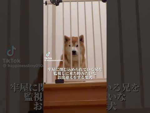 柴犬福 兄を出迎える時の柴犬、柵総集編🤣Bro and Shiba🤣shorts 柴犬 shibainu funny…