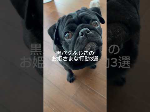プリンセスふじこ👸🐶 cutedog パグ dog pug puppy doggie いぬのいる生活 princess… サムネイル