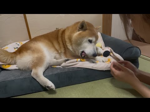 柴犬福 姉に相撲人形も渡したくない柴犬🤣Sister and Shiba🤣 サムネイル