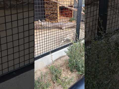 shorts ジウちゃん❣️ スナネコ　ごかつら池どうぶつパーク　2026年1月24日 サムネイル