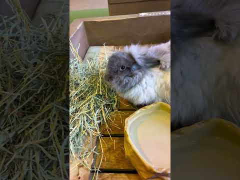 shorts もふもふ🐰　アンゴラウサギ　那須どうぶつ王国にて　2026年1月4日 サムネイル