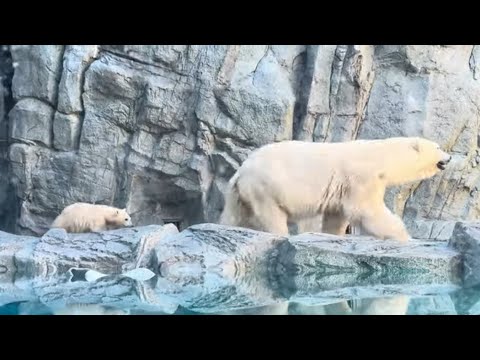 モモちゃんモモ太くん親子 アレ？ママ行っちゃったヨ〜　ホッキョクグマ　男鹿水族館GAOにて　2026年5月22日  I… サムネイル