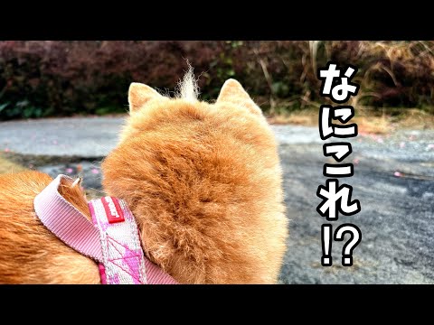 変なアンテナをつけてお散歩に出かけてしまう柴犬Shiba Inu Goes for a Walk with an An… サムネイル