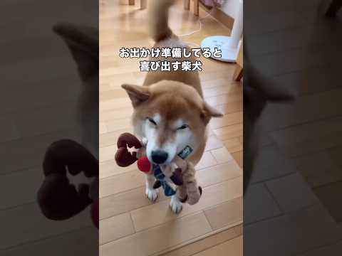 お出かけ準備し始めると柴スマイルが止まらない愛犬 柴犬 愛犬 柴犬のいる暮らし 赤柴 サムネイル