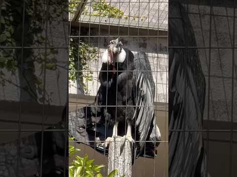 shorts アンデスコンドル　東山動植物園にて　2026年3月14日 サムネイル