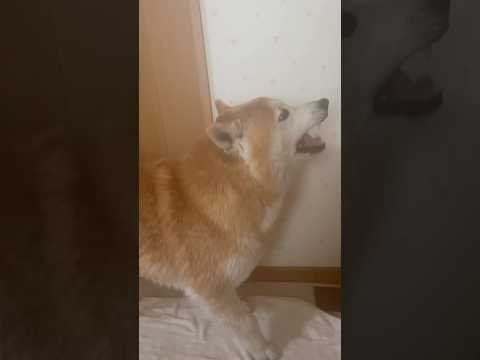 柴犬福 風呂上がり後の柴犬🤣After shower🤣shorts 柴犬 shibainu japanesedog f… サムネイル