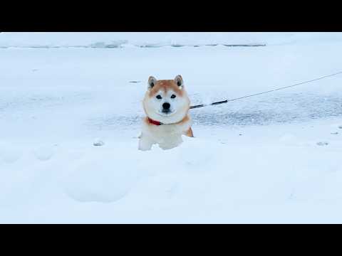 大寒波の空港で１日ぶりにお母さんと再会し大雪の中から喜びの雄叫びを大爆発させる柴犬 サムネイル