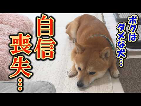 【感動】姉は出来るのに、ボクは出来ない。自信を失い、飼い主の声にも反応しなくなる柴犬。しかし、最後に奇跡が・・・