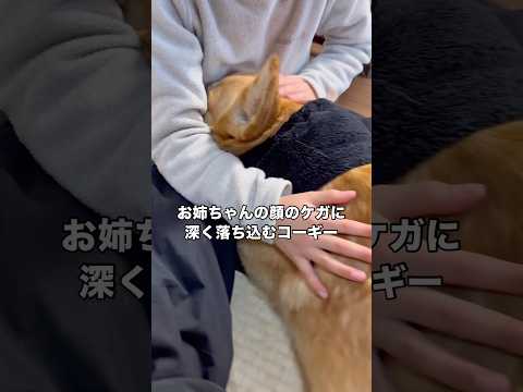 遊んでいる最中に勢い余って愛犬がお姉にぶつかってしまいケガをしてしまった コーギー コーギー犬 shorts サムネイル
