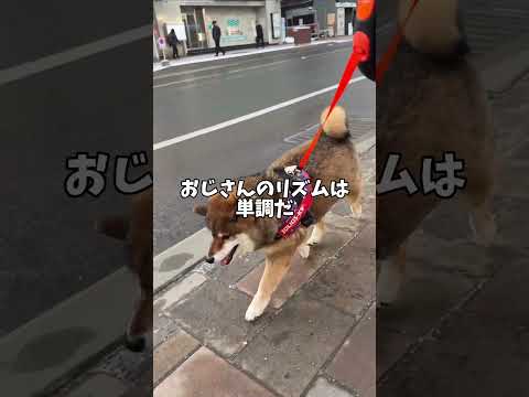 刺激がほしい！柴犬が退屈な散歩中に出会ったもの サムネイル