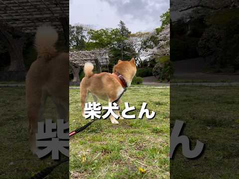柴犬とん君による地元紹介！　柴犬　柴犬とん サムネイル