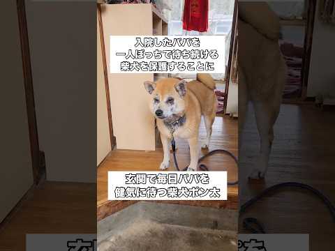 深夜に飼い主様が緊急搬送され家に取り残された柴犬。病院からレスキュー要請がありお世話代行から緊急保護へ。 柴犬 柴犬の… サムネイル