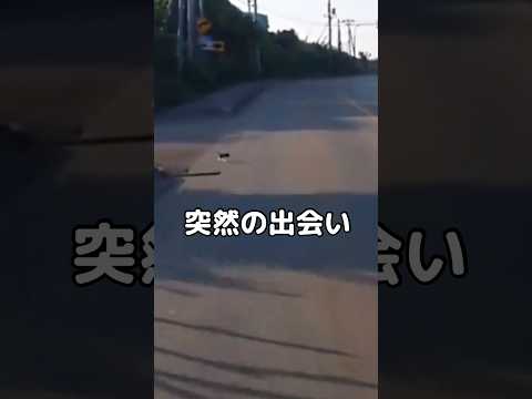 車を運転していたら何やら小さな物体が道路に向かって飛び出してきた 子猫 野良猫 保護猫 shorts サムネイル