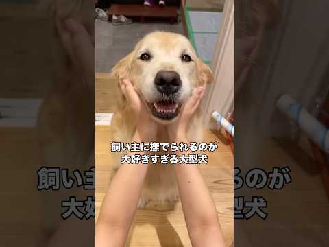 興奮しすぎておしりをとんとととんさせてくれませんでしたw ゴールデンレトリバー 大型犬 大型犬のいる生活 shorts サムネイル